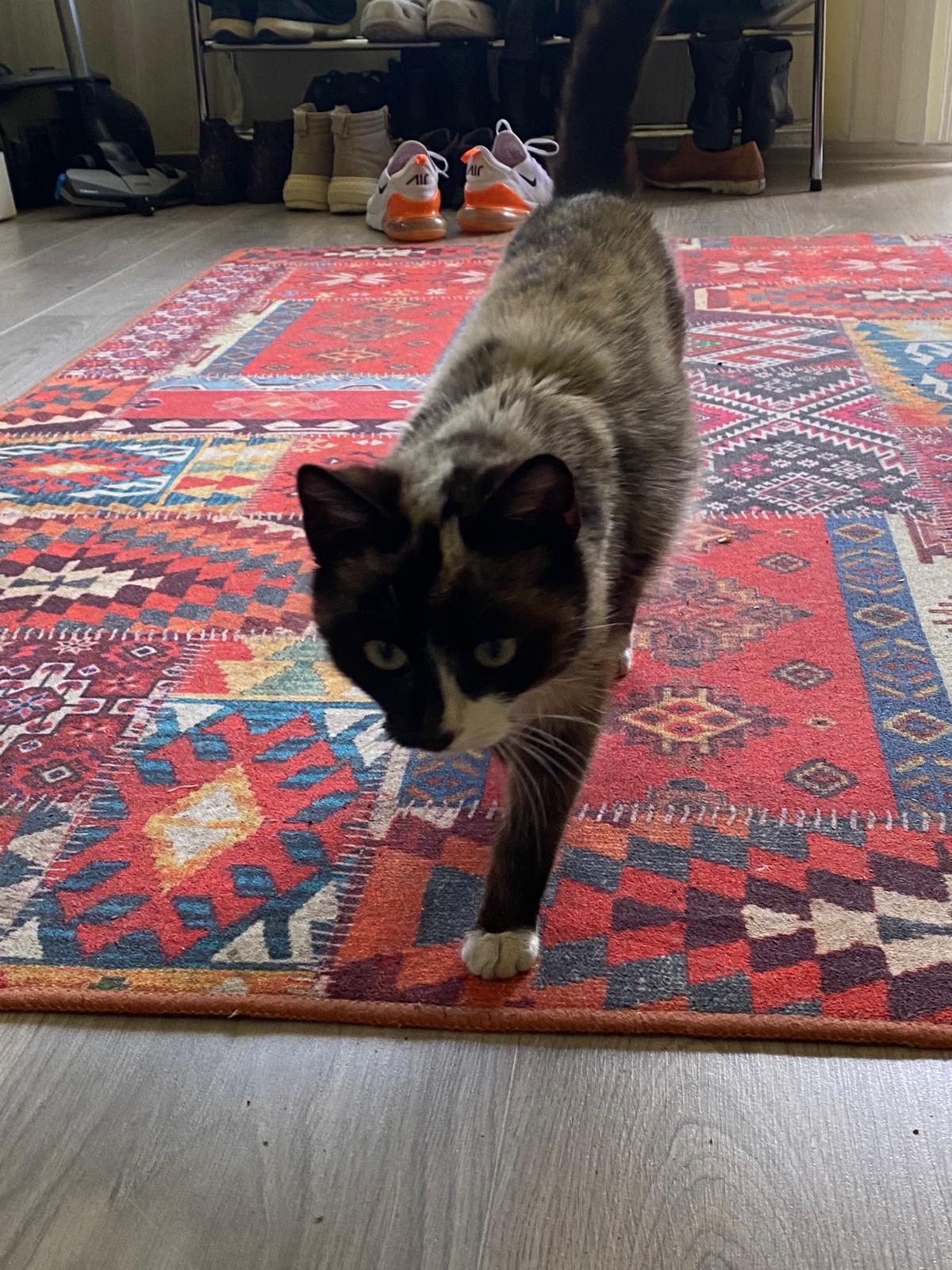 Imagine suplimentară